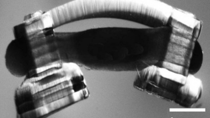 利用老鼠脊髓和肌肉來行走的微型自旋機器人