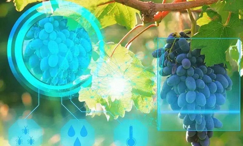 智慧農業 智慧農業