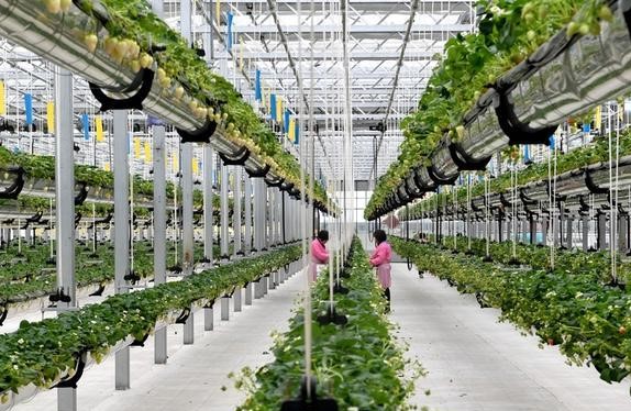 智慧農業 智慧農業