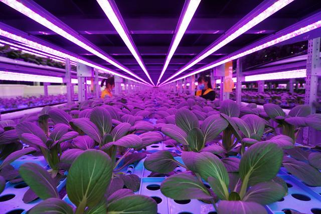 智慧農(nóng)業(yè) 智慧農(nóng)業(yè)