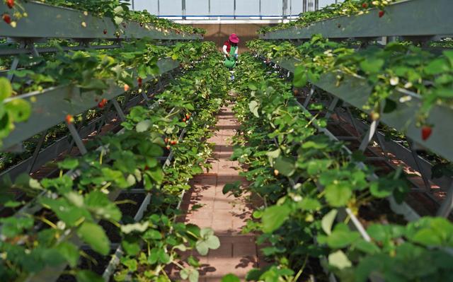 智慧農(nóng)業(yè)