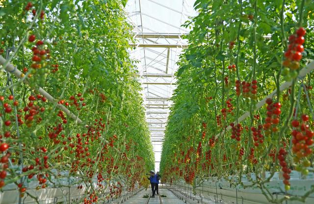 智慧農(nóng)業(yè)