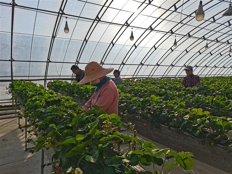 智慧農業 智慧農業