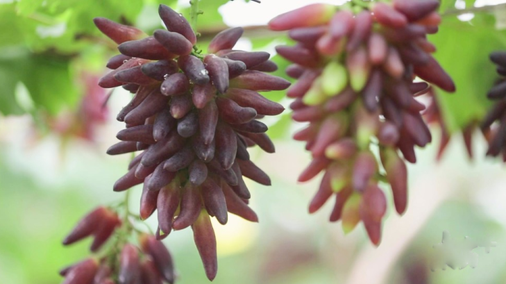 智慧農業 智慧農業