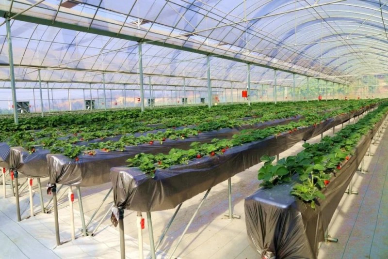 智慧農業 智慧農業